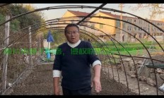轻松上手香草下载攻略，一步到位下载指南！