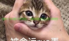 揭秘rua背后的神秘故事