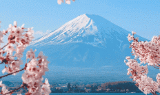 探索日本樱花VPS下载，轻松畅游樱花世界