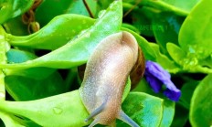 蜗牛VPS推荐网，高效稳定，首选的网络解决方案！