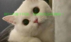 揭秘神秘表情，带你探索未知的表情世界！