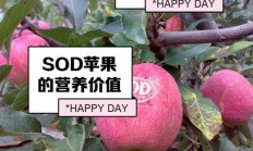 精选VPS苹果，高效流畅体验的首选！