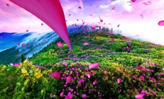 Win10花映魅力，全新功能体验深度揭秘！